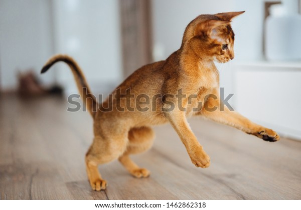 Very skinny\
abyssinian cat playing and\
jumping.