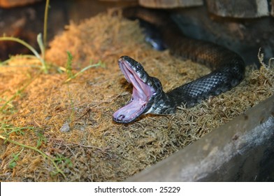 a very sleepy snake yawning wide open