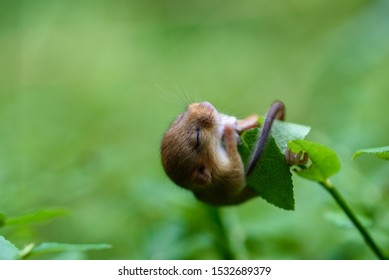 Very small dormouse baby hanging and sleeping on a small twig with green foliage in the background
