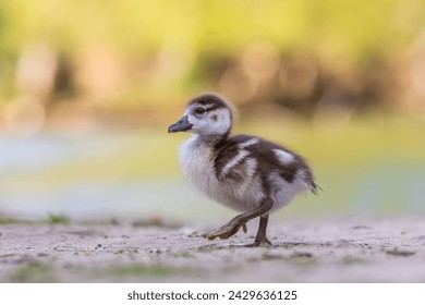 A very small duck walks across a meadow. The photo has a light background and a nice bokeh.