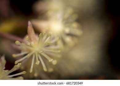 Very small flower stamen macro photo - Shutterstock ID 681720349