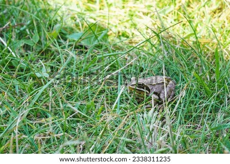 a very small frog sits in the grass