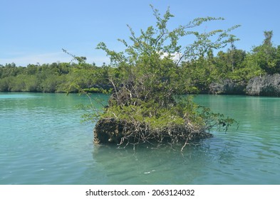 Very Small Island With Mangrove Tree In Tual Indonesia 