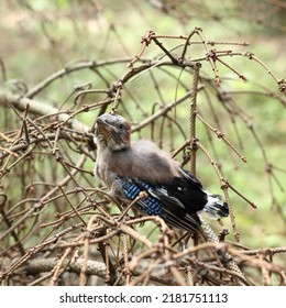 Very Small Jay Chick Sits In The Branches In The Forest Close-up. After The First Flight From The Nest