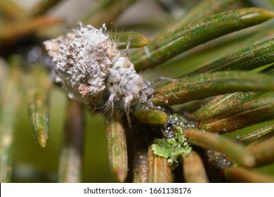 Very small larva in shell crawling among green pine needles