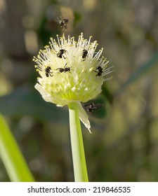 Very Small Minute Australian Native Stingless Bees Tetragonula On An Onion Flower