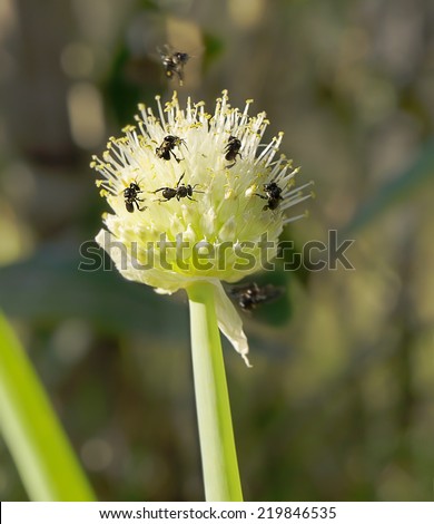 Very small minute Australian native stingless bees Tetragonula on an onion flower