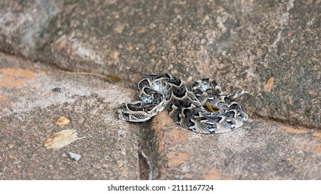 A Very Small Puff Adder