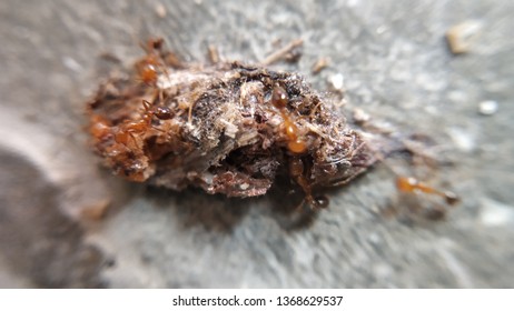 Very Small Red Ants Eating Insect