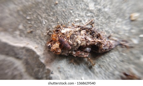 Very Small Red Ants Eating Insect