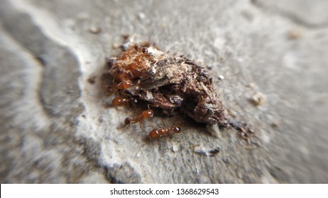 Very Small Red Ants Eating Insect