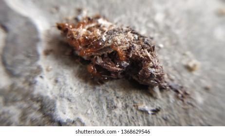 Very Small Red Ants Eating Insect