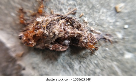 Very Small Red Ants Eating Insect