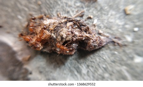 Very Small Red Ants Eating Insect
