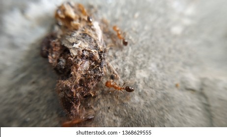 Very Small Red Ants Eating Insect