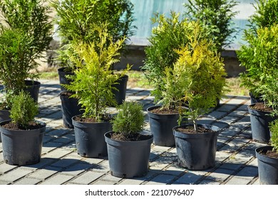 very small seedlings of coniferous trees grow in containers and are ready for further planting.