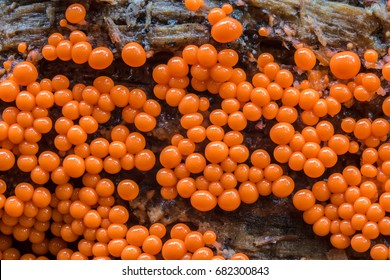 Very Small Slime Mold ( Mycetozoa )