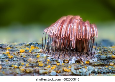 Very Small Slime Mold ( Mycetozoa )