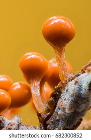 Very Small Slime Mold ( Mycetozoa )