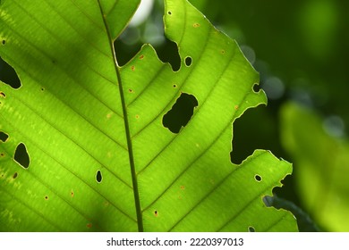 A Very Specify Tree Leaf That Use To Wrap Cooked Rice In The Old Day By Indigenous  In  Sarawak.