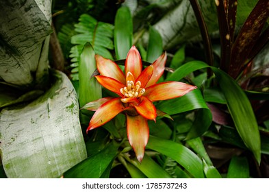 Very Strange Red Flower Growing In The Park