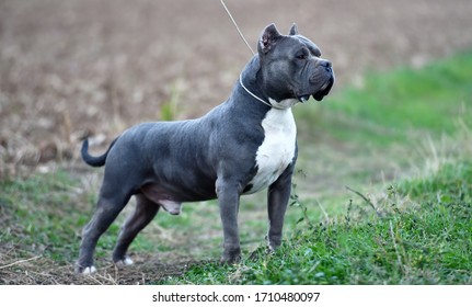 15,978 American bully Images, Stock Photos & Vectors | Shutterstock