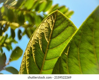 Very Stunning Green Leaf Texture