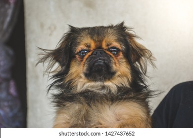 Very surprised Pekingese dog with teeth out