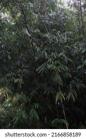 very tall bamboo tree and lush leaves