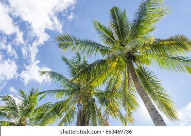 Very Tall Florida Palm Tree