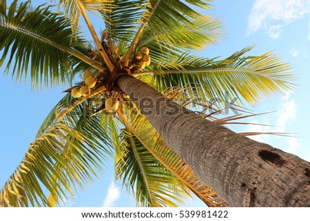 Very tall Florida palm tree 