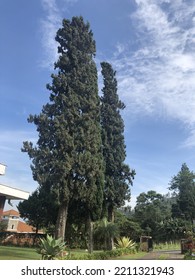 Very Tall Pine Tree Planted In The Yard