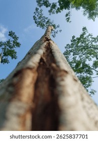 a very tall tree with a split bark