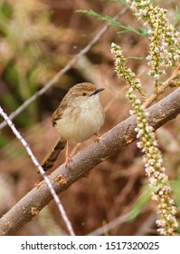 A Very Tame Graceful Prinia (Prinia Gracilis) In Queziot, Israel