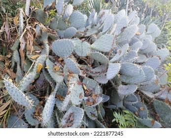 Very Thorny Bush Of Prickly Pears