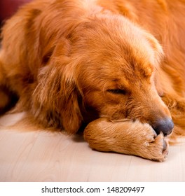 床に寝転がって、疲れ果てた犬の写真素材