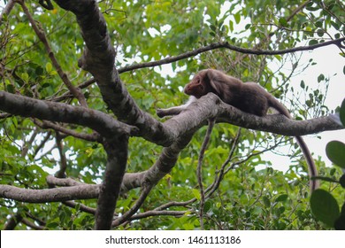 Very Tired Monkey Found Resting On The Tree