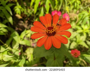 Very Unique Moment When Spiders Perch On Zinnia Flowers