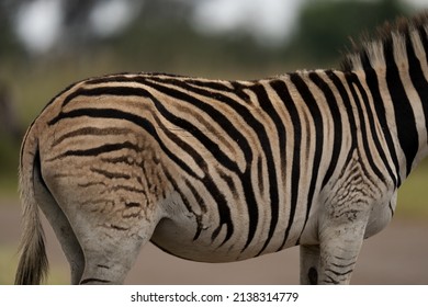 A Very Unique Zebra Hide Print Pattern In The Wild