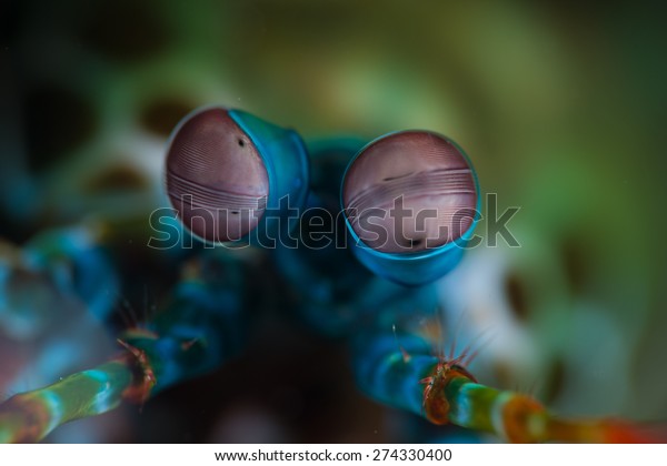 The very up-close view of the face of a peacock mantis\
shrimp  