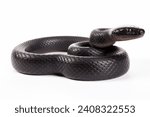 A very venomous black snake on a white background