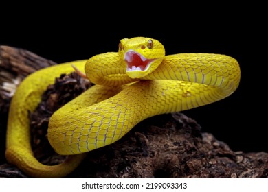 Very Venomous Snake Is Angry, Venomous Pit Viper In The Family Viperidae, Animal Closeup