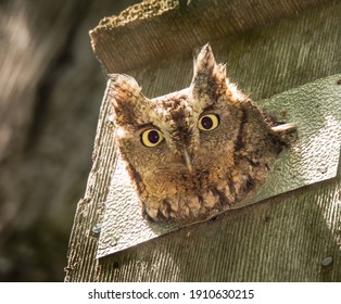 A very watchful red morph eastern screech owl peering out of a nesting box in an open wooded forest area. - Powered by Shutterstock