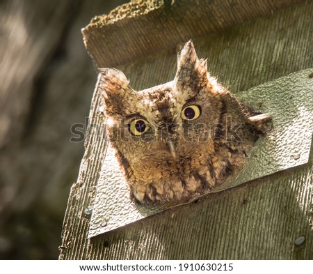 A very watchful red morph eastern screech owl peering out of a nesting box in an open wooded forest area.
