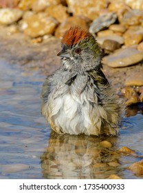 A very wet Green-tailed Towhee in South Texas