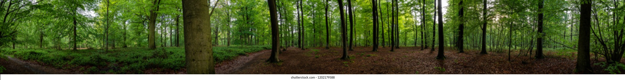 Very wide panoramic photo of a forest during golden hour, where the forest floor is covered with beautiful golden-brown leaves.