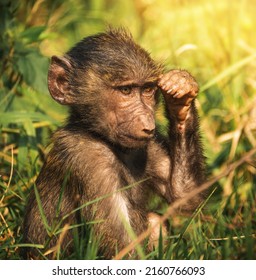 Very young baboon child in the sun
