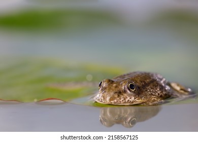 A very young brown frog rests on a water lily leaf seeming to be very sad, Rana temporaria - Powered by Shutterstock
