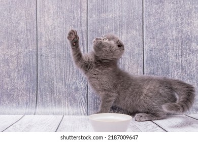 A Very Young Brown Scottish Fold Kitten Sits On A Wooden Surface, Looks And Pulls One Leg Up  Tries To Get Something 