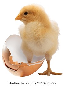 Very young buff orpington chicken check isolated with a foot inside a broken eggshell.